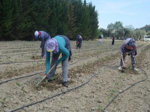 KUŞADASINDA 6500 YERLİ FİDE TOPRAKLA BULUŞTU