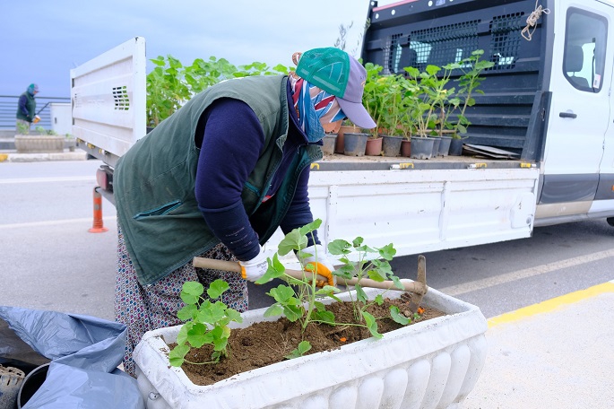 Rengarenk sardunyalar Ayvalık'ı süslüyor
